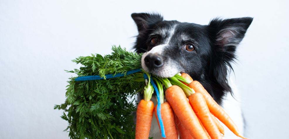 Welches Obst und Gemüse darf bei BARF für Hunde gefüttert werden?