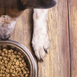 Hund liegt vor vollem Hundefutternapf mit Trockenfutter