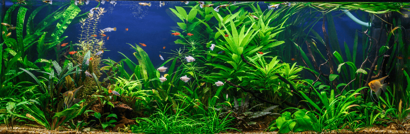 Aquarium mit Fischen