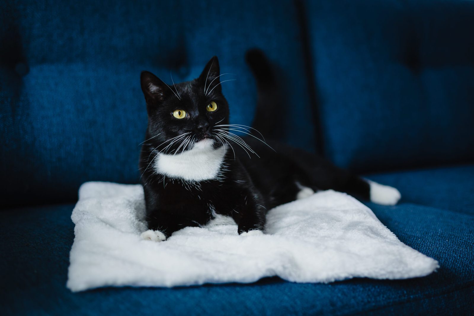 Schwarz-weisse Katze liegt auf einer selbstwärmenden Thermo-Matte