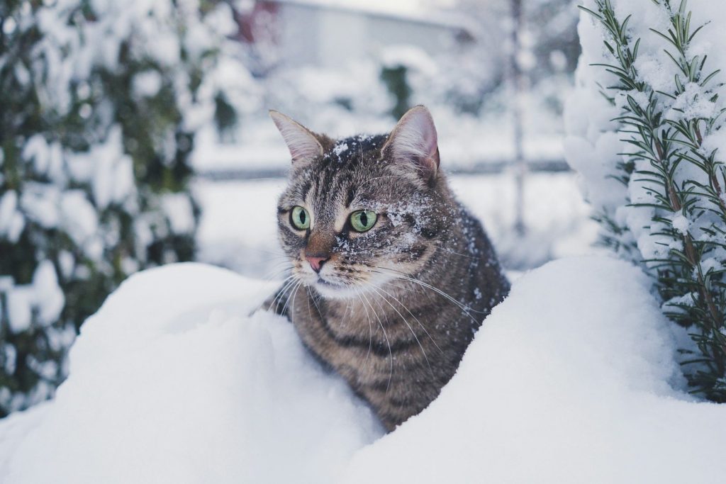 Getigerte Katze sitzt draussen im Schnee