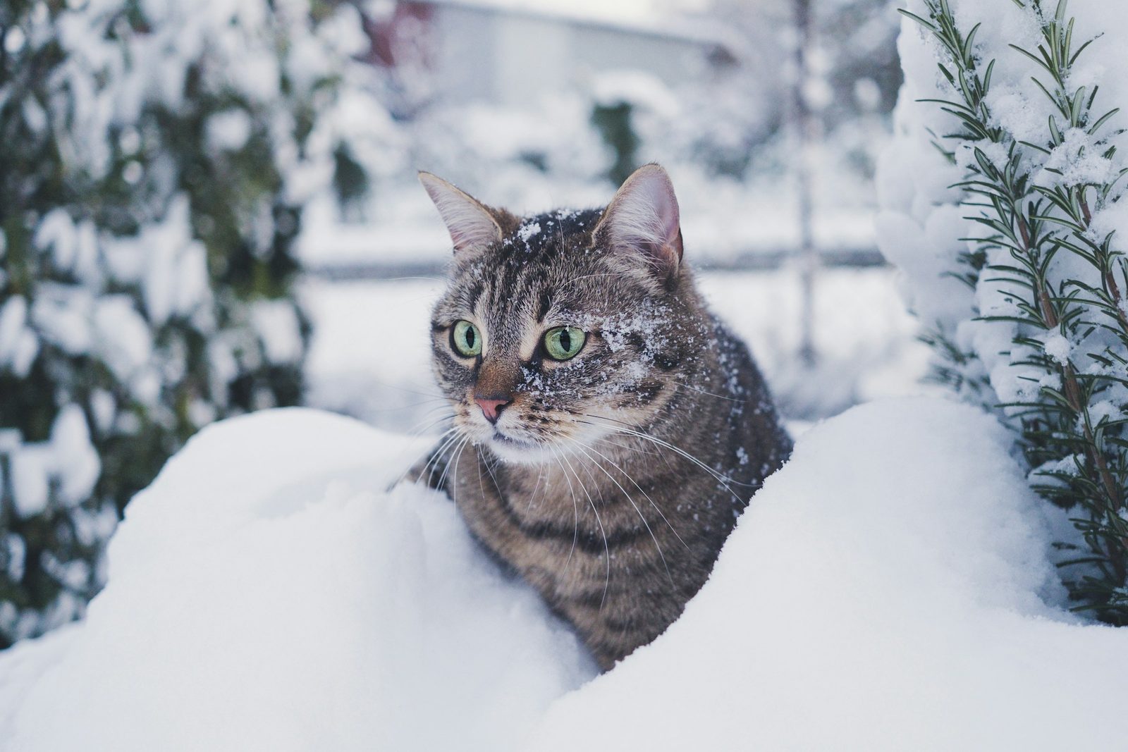 Getigerte Katze sitzt draussen im Schnee