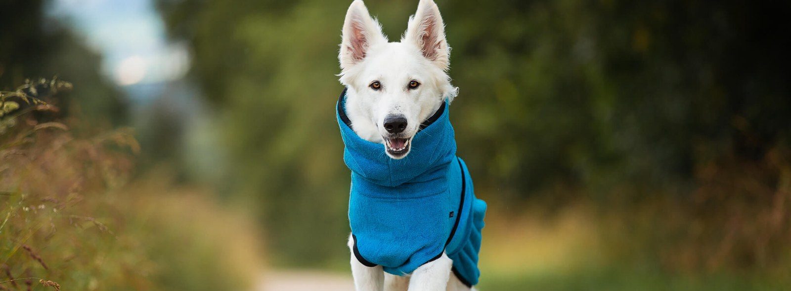 DryDog Hundebademantel 50% reduziert